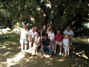 millennial olive trees luras sardinia